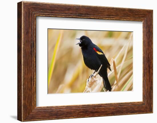 Red-Winged Blackbird (Agelaius Phoeniceus) Male Singing, Texas, USA-Larry Ditto-Framed Photographic Print