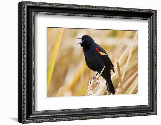 Red-Winged Blackbird (Agelaius Phoeniceus) Male Singing, Texas, USA-Larry Ditto-Framed Photographic Print