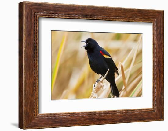 Red-winged Blackbird (Agelaius phoeniceus) male singing, Texas, USA.-Larry Ditto-Framed Photographic Print