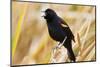 Red-winged Blackbird (Agelaius phoeniceus) male singing, Texas, USA.-Larry Ditto-Mounted Photographic Print