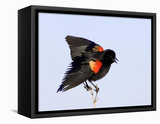 Red-Winged Blackbird Clings to Branch at Sunrise, Merritt Island, Florida, USA-Jim Zuckerman-Framed Premier Image Canvas