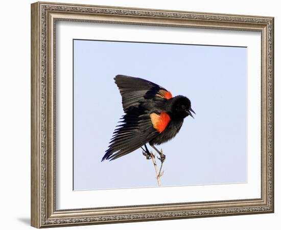 Red-Winged Blackbird Clings to Branch at Sunrise, Merritt Island, Florida, USA-Jim Zuckerman-Framed Photographic Print