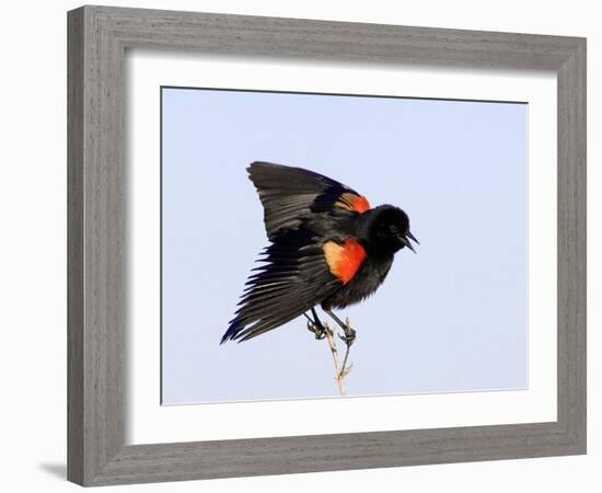 Red-Winged Blackbird Clings to Branch at Sunrise, Merritt Island, Florida, USA-Jim Zuckerman-Framed Photographic Print