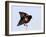 Red-Winged Blackbird Clings to Branch at Sunrise, Merritt Island, Florida, USA-Jim Zuckerman-Framed Photographic Print