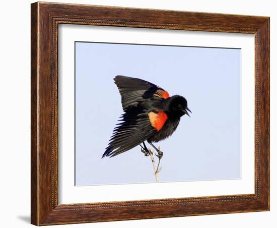 Red-Winged Blackbird Clings to Branch at Sunrise, Merritt Island, Florida, USA-Jim Zuckerman-Framed Photographic Print