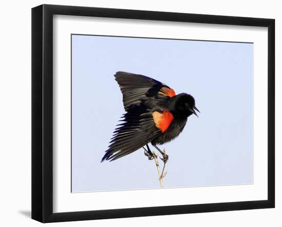 Red-Winged Blackbird Clings to Branch at Sunrise, Merritt Island, Florida, USA-Jim Zuckerman-Framed Photographic Print