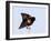 Red-Winged Blackbird Clings to Branch at Sunrise, Merritt Island, Florida, USA-Jim Zuckerman-Framed Photographic Print