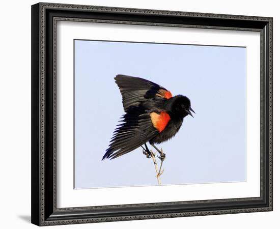 Red-Winged Blackbird Clings to Branch at Sunrise, Merritt Island, Florida, USA-Jim Zuckerman-Framed Photographic Print