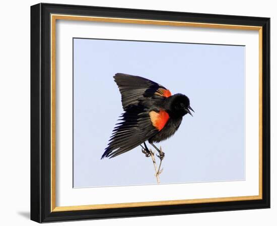 Red-Winged Blackbird Clings to Branch at Sunrise, Merritt Island, Florida, USA-Jim Zuckerman-Framed Photographic Print