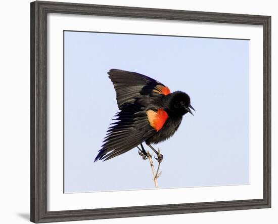 Red-Winged Blackbird Clings to Branch at Sunrise, Merritt Island, Florida, USA-Jim Zuckerman-Framed Photographic Print