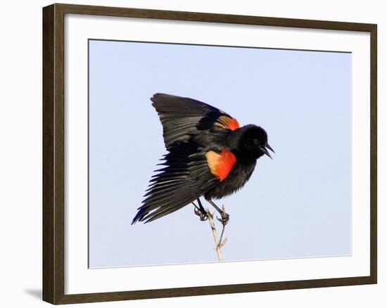 Red-Winged Blackbird Clings to Branch at Sunrise, Merritt Island, Florida, USA-Jim Zuckerman-Framed Photographic Print