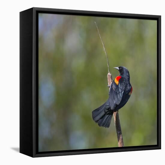 Red-winged Blackbird displaying red epaulettes on a cattail perch in Yarrow Bay on Lake Washington.-Gary Luhm-Framed Premier Image Canvas