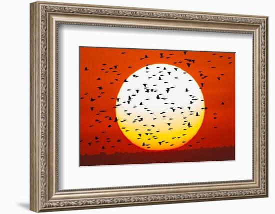 Red-winged blackbird flock, Bosque del Apache National Wildlife Refuge, New Mexico-Adam Jones-Framed Photographic Print