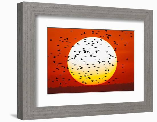 Red-winged blackbird flock, Bosque del Apache National Wildlife Refuge, New Mexico-Adam Jones-Framed Photographic Print