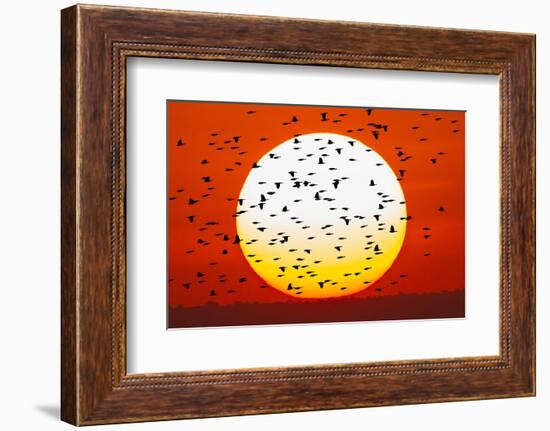 Red-winged blackbird flock, Bosque del Apache National Wildlife Refuge, New Mexico-Adam Jones-Framed Photographic Print