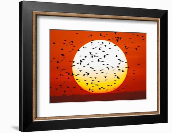 Red-winged blackbird flock, Bosque del Apache National Wildlife Refuge, New Mexico-Adam Jones-Framed Photographic Print