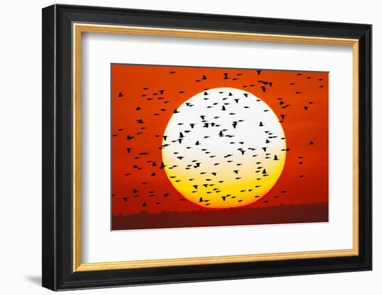 Red-winged blackbird flock, Bosque del Apache National Wildlife Refuge, New Mexico-Adam Jones-Framed Photographic Print