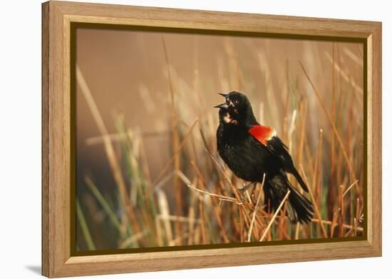 Red-Winged Blackbird Male Singing, Displaying in Wetland, Marion, Il-Richard and Susan Day-Framed Premier Image Canvas