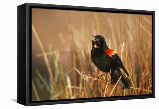 Red-Winged Blackbird Male Singing, Displaying in Wetland, Marion, Il-Richard and Susan Day-Framed Premier Image Canvas