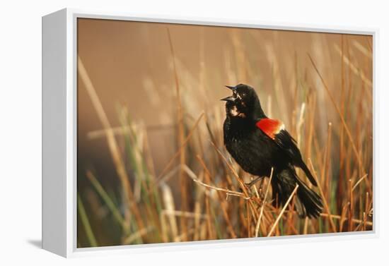 Red-Winged Blackbird Male Singing, Displaying in Wetland, Marion, Il-Richard and Susan Day-Framed Premier Image Canvas