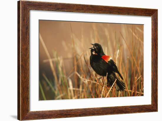 Red-Winged Blackbird Male Singing, Displaying in Wetland, Marion, Il-Richard and Susan Day-Framed Photographic Print