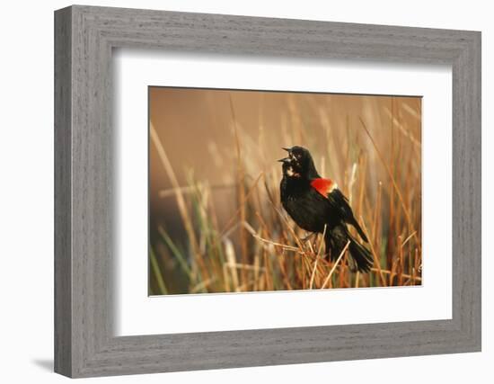 Red-Winged Blackbird Male Singing, Displaying in Wetland, Marion, Il-Richard and Susan Day-Framed Photographic Print