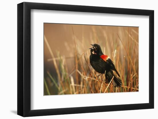 Red-Winged Blackbird Male Singing, Displaying in Wetland, Marion, Il-Richard and Susan Day-Framed Photographic Print