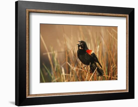 Red-Winged Blackbird Male Singing, Displaying in Wetland, Marion, Il-Richard and Susan Day-Framed Photographic Print