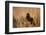 Red-Winged Blackbird Male Singing, Displaying in Wetland, Marion, Il-Richard and Susan Day-Framed Photographic Print