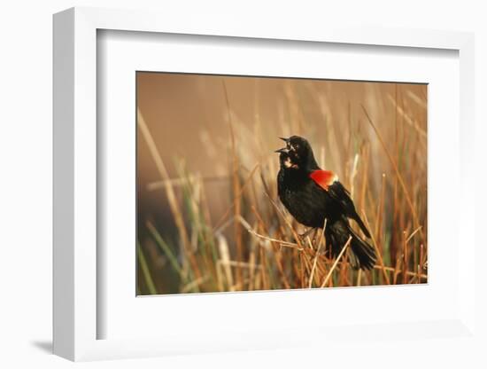 Red-Winged Blackbird Male Singing, Displaying in Wetland, Marion, Il-Richard and Susan Day-Framed Photographic Print