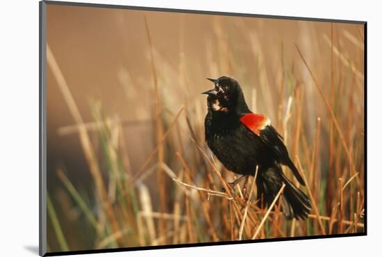 Red-Winged Blackbird Male Singing, Displaying in Wetland, Marion, Il-Richard and Susan Day-Mounted Photographic Print