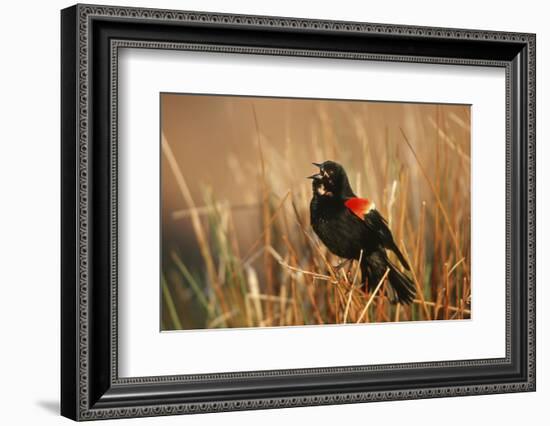 Red-Winged Blackbird Male Singing, Displaying in Wetland, Marion, Il-Richard and Susan Day-Framed Photographic Print