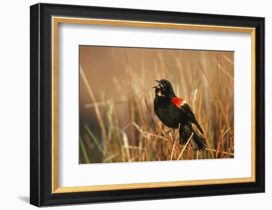 Red-Winged Blackbird Male Singing, Displaying in Wetland, Marion, Il-Richard and Susan Day-Framed Photographic Print