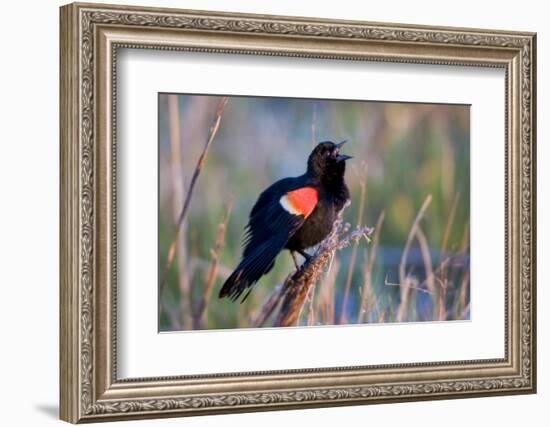 Red-Winged Blackbird Male Singing in Wetland Marion, Illinois, Usa-Richard ans Susan Day-Framed Photographic Print