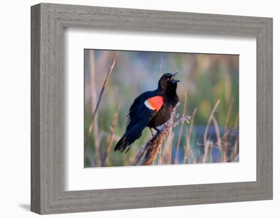 Red-Winged Blackbird Male Singing in Wetland Marion, Illinois, Usa-Richard ans Susan Day-Framed Photographic Print