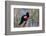 Red-Winged Blackbird Male Singing in Wetland Marion, Illinois, Usa-Richard ans Susan Day-Framed Photographic Print