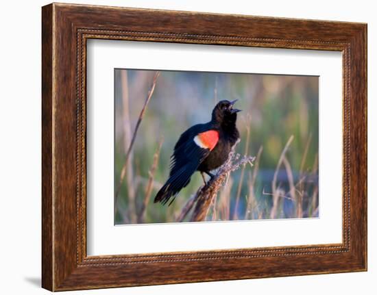 Red-Winged Blackbird Male Singing in Wetland Marion, Illinois, Usa-Richard ans Susan Day-Framed Photographic Print