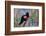 Red-Winged Blackbird Male Singing in Wetland Marion, Illinois, Usa-Richard ans Susan Day-Framed Photographic Print