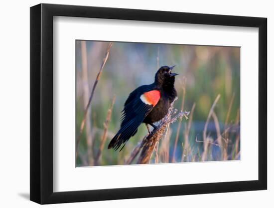 Red-Winged Blackbird Male Singing in Wetland Marion, Illinois, Usa-Richard ans Susan Day-Framed Photographic Print