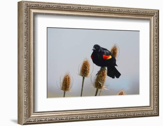 Red-winged Blackbird, Ridgefield NWR, Ridgefield, Washington, USA,-Michel Hersen-Framed Photographic Print