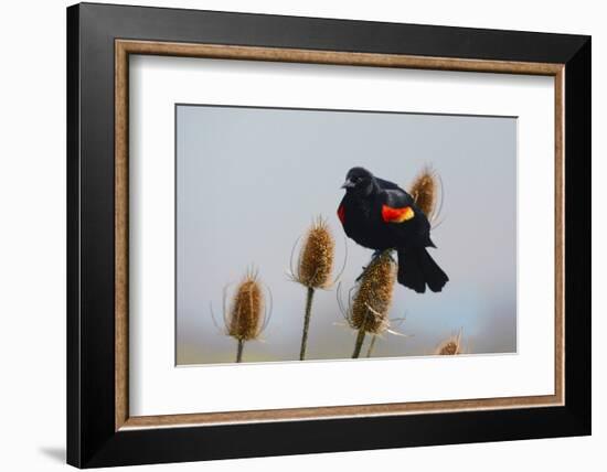 Red-winged Blackbird, Ridgefield NWR, Ridgefield, Washington, USA,-Michel Hersen-Framed Photographic Print