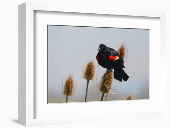 Red-winged Blackbird, Ridgefield NWR, Ridgefield, Washington, USA,-Michel Hersen-Framed Photographic Print