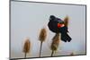 Red-winged Blackbird, Ridgefield NWR, Ridgefield, Washington, USA,-Michel Hersen-Mounted Photographic Print