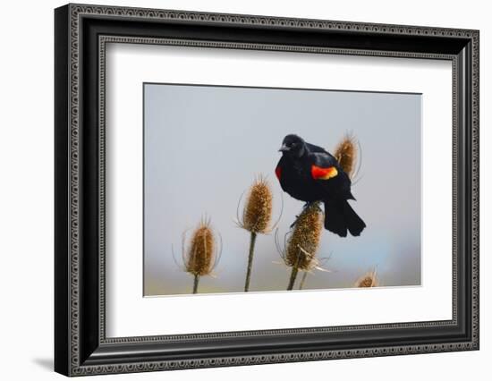 Red-winged Blackbird, Ridgefield NWR, Ridgefield, Washington, USA,-Michel Hersen-Framed Photographic Print