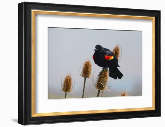 Red-winged Blackbird, Ridgefield NWR, Ridgefield, Washington, USA,-Michel Hersen-Framed Photographic Print