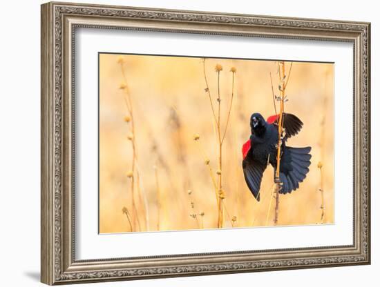 Red Winged Blackbird-Jason Savage-Framed Giclee Print