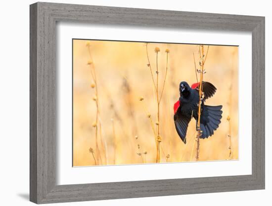 Red Winged Blackbird-Jason Savage-Framed Giclee Print