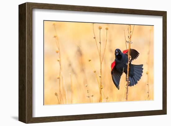 Red Winged Blackbird-Jason Savage-Framed Giclee Print
