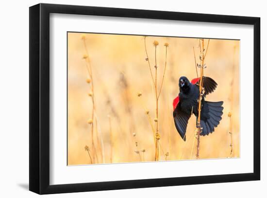 Red Winged Blackbird-Jason Savage-Framed Giclee Print