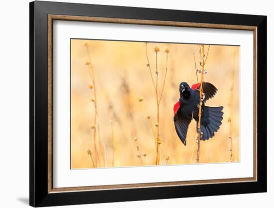 Red Winged Blackbird-Jason Savage-Framed Giclee Print